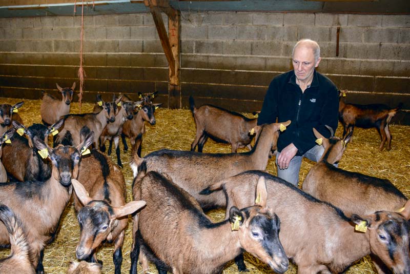 Jean-Paul Bécot, un des deux associés du Gaec de la Flume à Pacé (35), parmi les chevrettes nées en septembre, achetées pour reconstituer un troupeau productif en contre-saison, suite au diagnostic de paratuberculose dans l'élevage. - Illustration L&rsquo;achat de chevrettes se réfléchit et s&rsquo;anticipe
