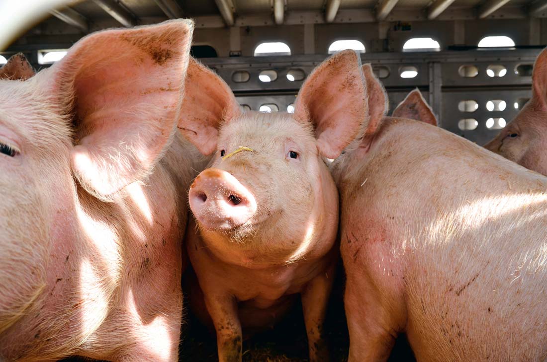 porc-cochon - Illustration Porc : les importations bondissent en avril, la production toujours en hausse sur un an