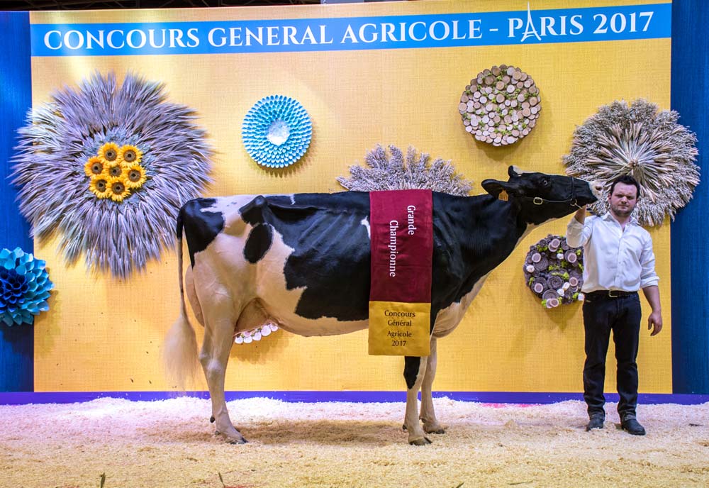 Du Louvion Harlinda, à la co-propriété EARL Lepoint - Gaec Leroy père et fils à Bavay (59), actuellement en 3e lactation, a été désignée Grande championne Prim’Holstein Paris 2017. - Illustration #SIA2017 : L&rsquo;élevage Lepoint s&rsquo;illustre en rouge et noir
