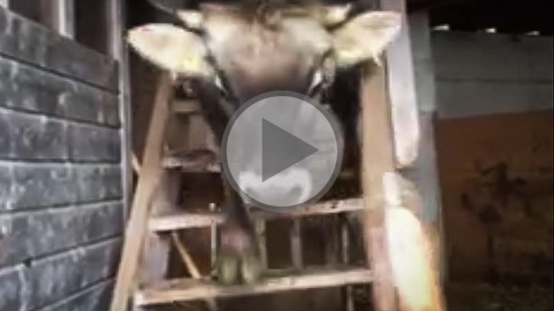 vache-escalier - Illustration Des escaliers plus faciles à grimper qu&rsquo;à descendre