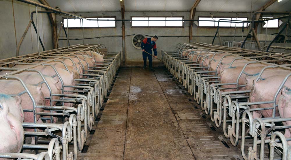 La production porcine est gourmande en main-d’œuvre et peine à trouver des salariés. Mais les autres productions ne sont pas épargnées. - Illustration Les éleveurs ont besoin d&rsquo;un coup de main-d&rsquo;œuvre