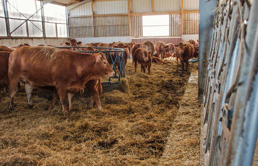 Pour manger, les vaches montent juste sur une marche. L’auge est en creux dans le couloir d’alimentation. - Illustration Viande bovine : des idées concrètes pour ses bâtiments