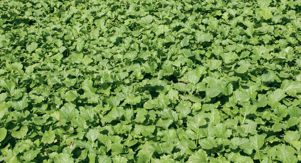 Navette-couvert-vegetal - Illustration S&rsquo;appuyer sur l&rsquo;existant pour la compensation écologique