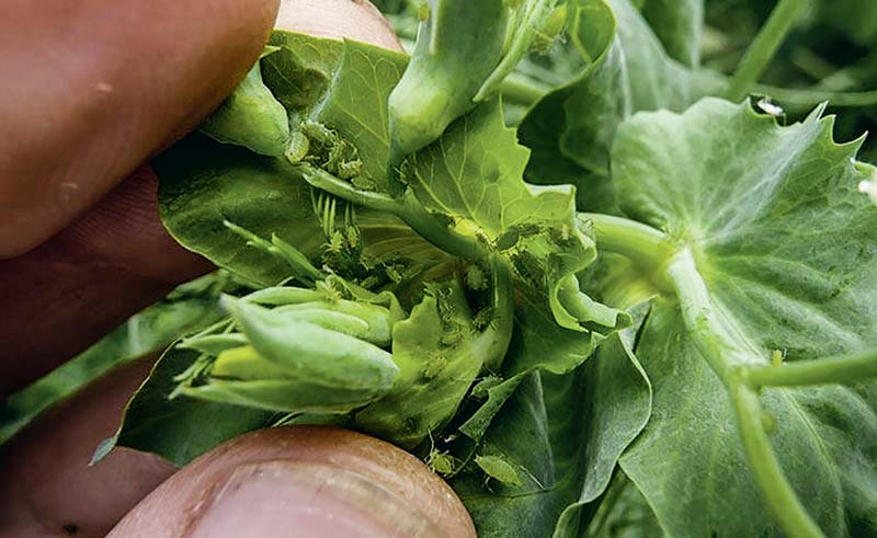 Une présence importante de pucerons verts sur pois peut occasionner des pertes de rendement allant jusqu'à 30 q/ha. - Illustration Attention à l&rsquo;arrivée des ravageurs