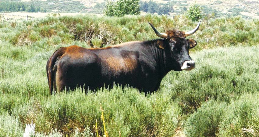 aurochs-2 - Illustration L&rsquo;Aurochs, l&rsquo;ancêtre sauvage de toutes les races de vaches