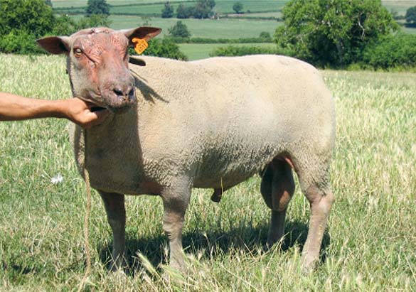 belier-Charollais - Illustration Ovin : les installations redémarrent en petits ruminants