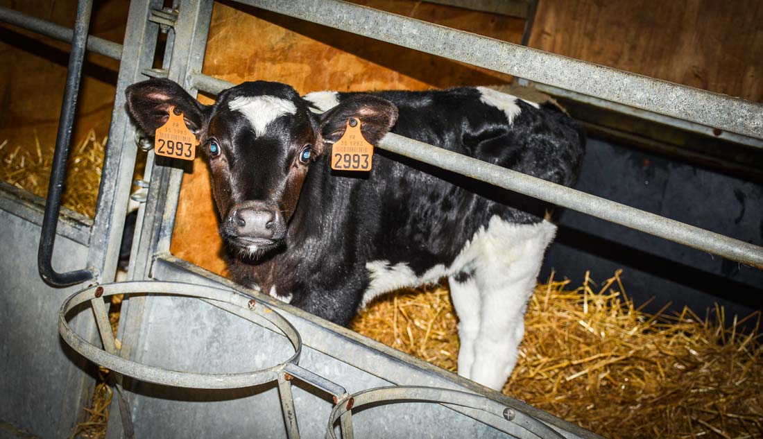 jeune-veau - Illustration Le défi des antibiotiques reste fort en filière veau