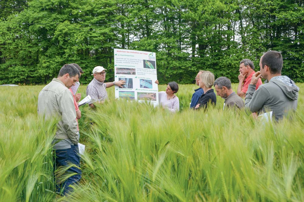 orge-chambre-agri - Illustration Des céréales saines en réduisant la fréquence de traitement