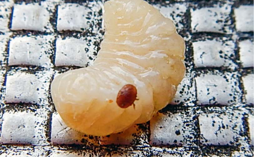 Un Varroa destructor sur une larve d’abeille - Illustration Apiculture : le varroa, tout le monde en a