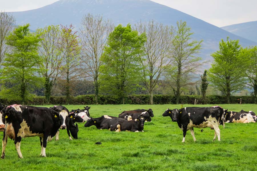 Irlande-lait_Troupeau-James-et-Pat-2 - Illustration Regard d&rsquo;un Breton sur l&rsquo;Irlande : le lait permettra-t-il de garder des jeunes dans les campagnes ?
