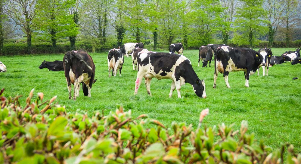 Irlande_Troupeau-James-et-Pat-1 - Illustration L&rsquo;Irlande, l&rsquo;autre pays du lait