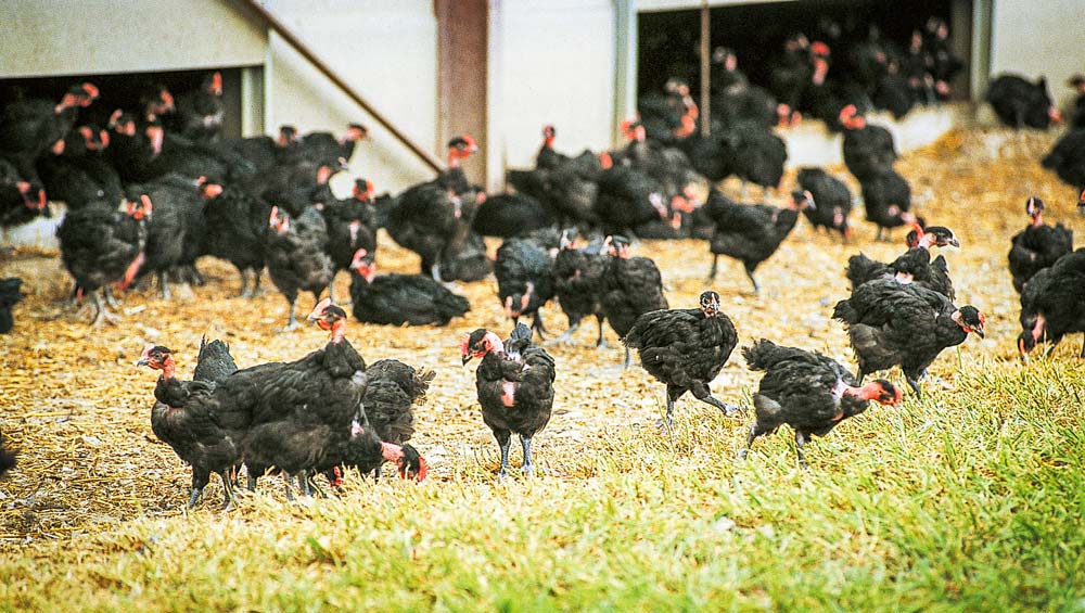 Poulets_label_rouge-Chambre_d_agriculture_du_Finistere - Illustration La diversification ne s&rsquo;improvise pas