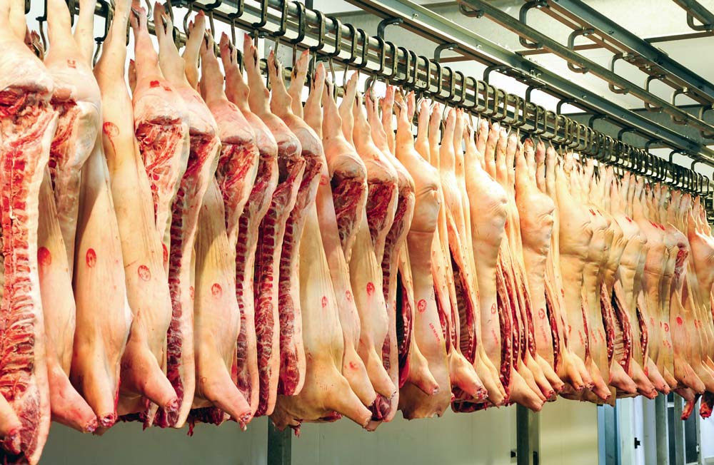 carcasse-porc-abattoir - Illustration L’abattoir de Rostrenen au service des éleveurs