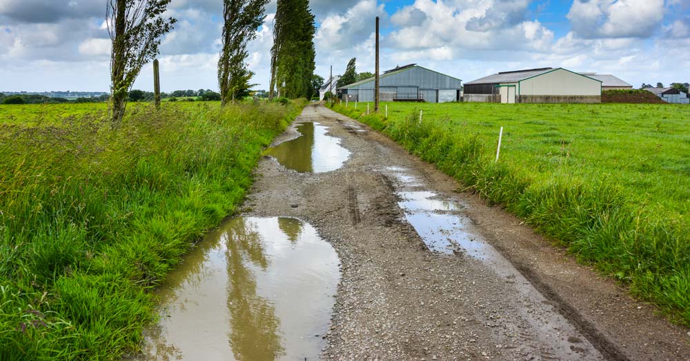 Les 4 km de chemin sont un gros point fort de l’exploitation. - Illustration De l&rsquo;herbe et de l&rsquo;eau pour le confort des vaches
