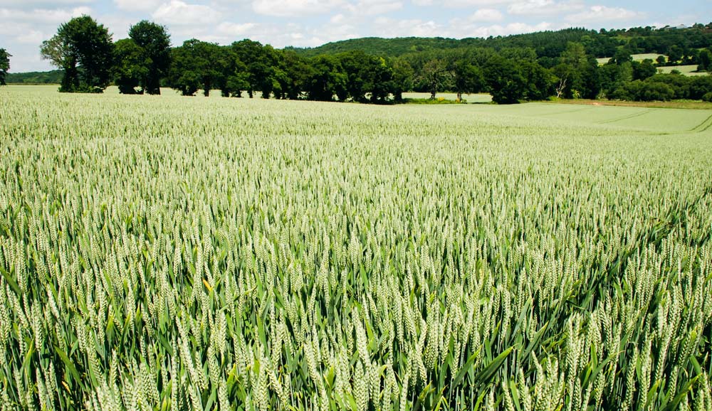 marche-cereales - Illustration Marchés : blé ou viande, qu&rsquo;exportera  la France demain ?