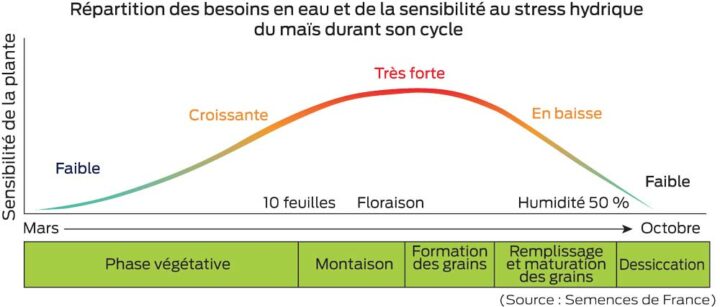 besoin-eau-mais