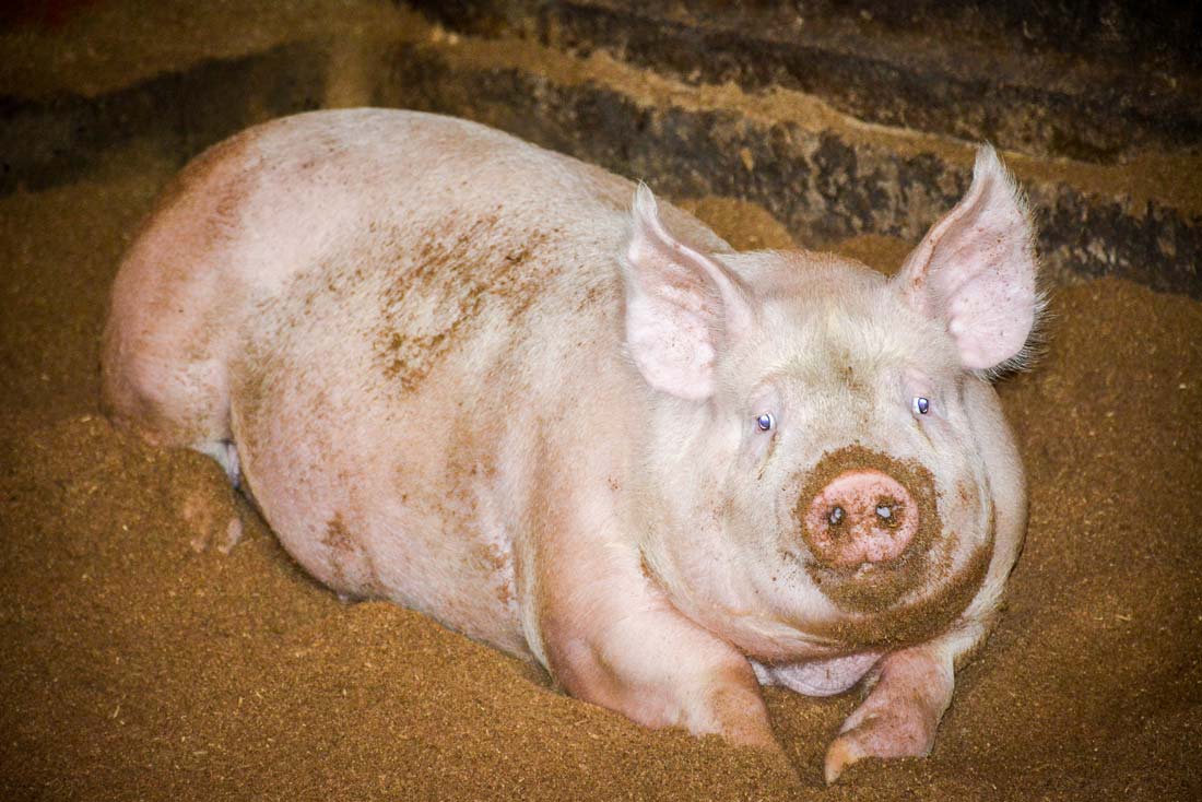 bien-etre-porc-charcutier - Illustration Bien-être : vers une sentinelle dans les élevages