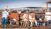 lait-USA