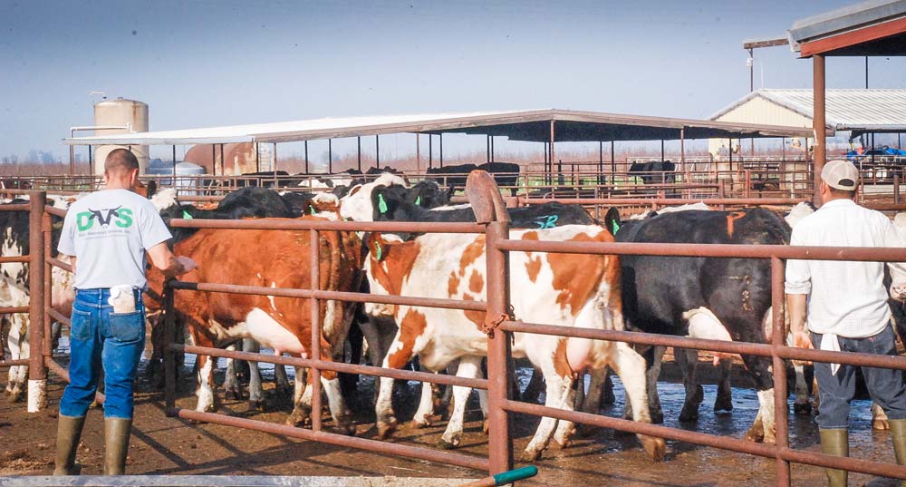 lait-USA - Illustration Le lait américain n&rsquo;a pas vu la crise