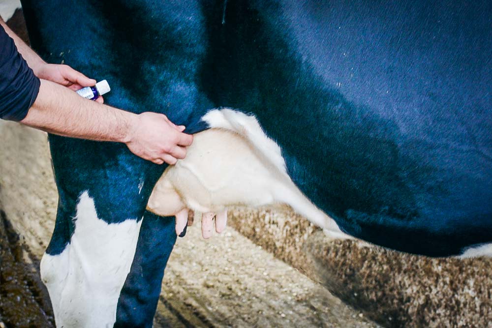 Philippe Riaux applique les huiles essentielles sur la mamelle, le pli du grasset ou le jarret. - Illustration Lait : moins d&rsquo;antibiotiques grâce à l&rsquo;aromathérapie