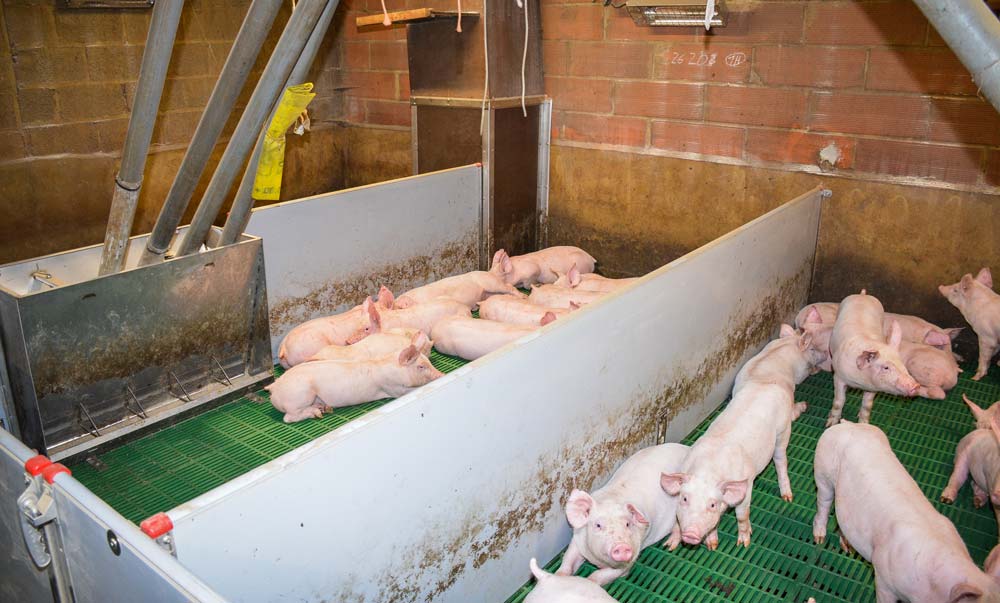 porc-sorg2 - Illustration Les post-sevrages en cure de rajeunissement à l&rsquo;EARL de Château Neuf