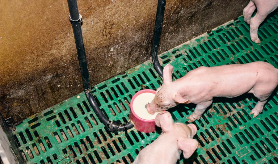  - Illustration Des porcelets plus lourds grâce au lait reconstitué