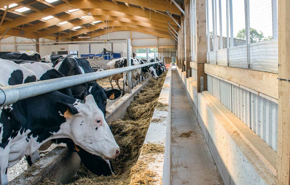 Le troupeau est conduit en deux lots (d’un côté les 1res et 2e lactations, de l’autre les vaches plus âgées). Chacun des deux est nourri grâce à un tapis d’alimentation. Une simple barre au garrot optimise le nombre de place à l’auge. - Illustration Une étable pour produire beaucoup de lait à 2 UTH