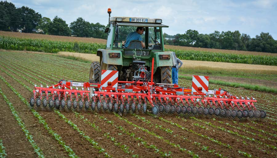 La roto-étrilleuse a prouvé lors de la démonstration sur haricots qu’elle peut avoir sa place pour désherber mécaniquement entre un passage de herse étrille et un binage. - Illustration La roto-étrilleuse teste sa mécanique sur haricots