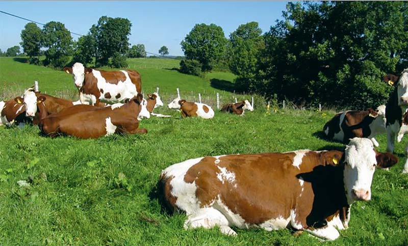 lait-fromage-aoc-comte-vache - Illustration AOC Comté, les défis pour l&rsquo;avenir
