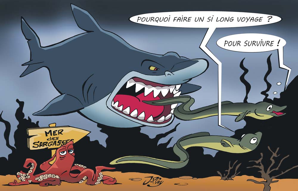 Le-mystere-de-anguille - Illustration Le mystère de l&rsquo;anguille