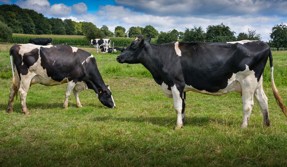 Deux des quatre filles d'Hougane présentes dans le troupeau, en première lactation. - Illustration Prim&rsquo;Holstein : la souche Hougane doit beaucoup à la génomique