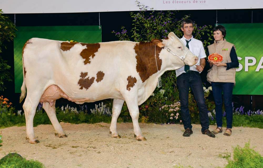 Hexode, de l’EARL Dabo, à Bourgon (53), a été sacrée Grande Championne 2017, Championne adulte et Meilleure mamelle adulte. - Illustration Concours Montbéliarde : Hexode migre sur le ring