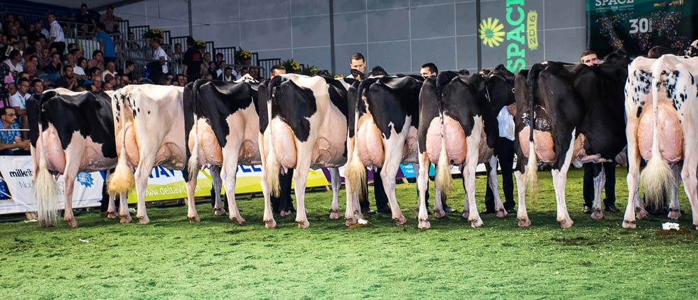 concours_space-primholstein - Illustration Prim&rsquo;Holstein : un éleveur breton juge au Space, une première
