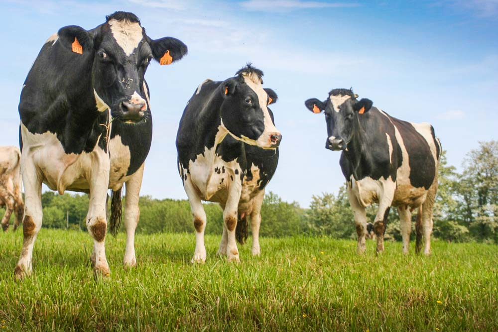 lait-bio-paturage-holstein - Illustration Offre « insuffisante » en lait bio, la Fnab appelle les producteurs à se convertir