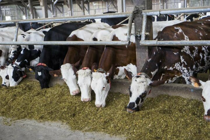 Les vaches ne trient plus, et mangent tout.