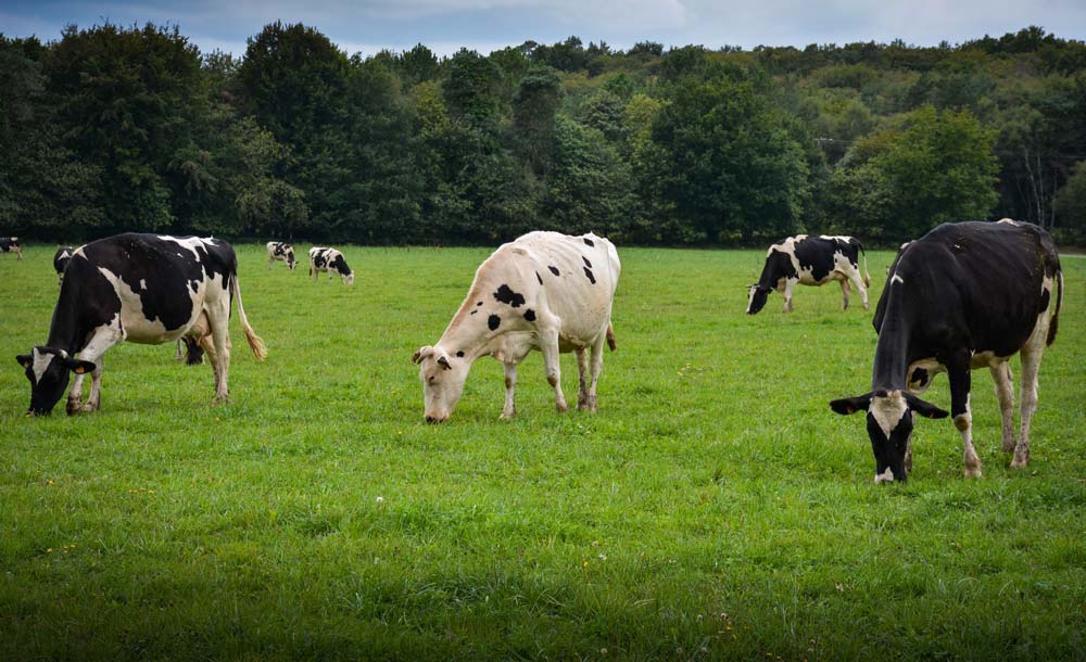 pature-systeme-herbager - Illustration Les systèmes herbagers veulent s&rsquo;adapter au climat