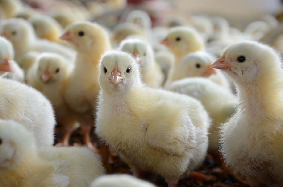 poulet-Chick-brazil_06 - Illustration La Hongrie coopère avec l’Iran dans le secteur de la volaille