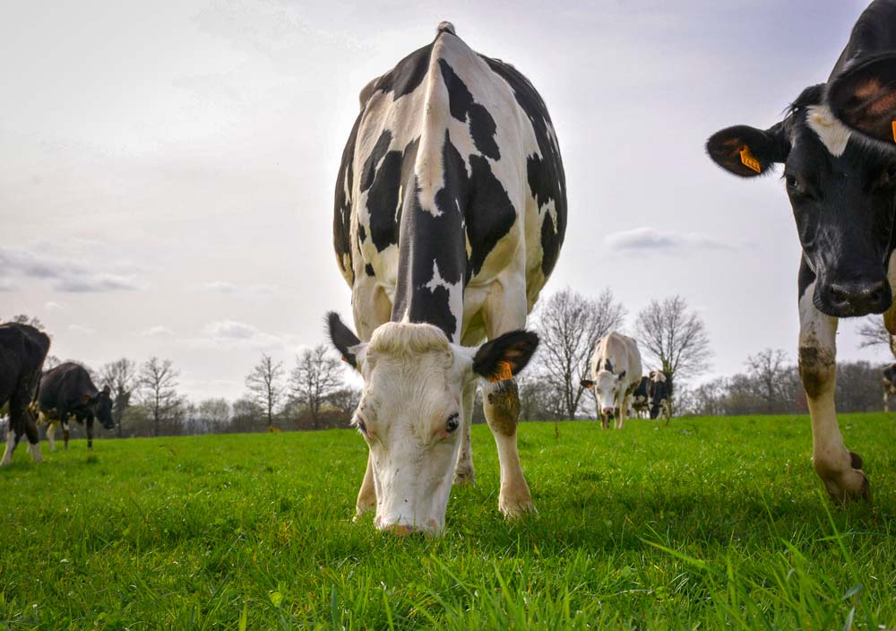 En cas de conditions climatiques plus favorables en 2017/18, la collecte de lait bio française va s’accroître. - Illustration Le lait bio concurrencé par d’autres différenciations
