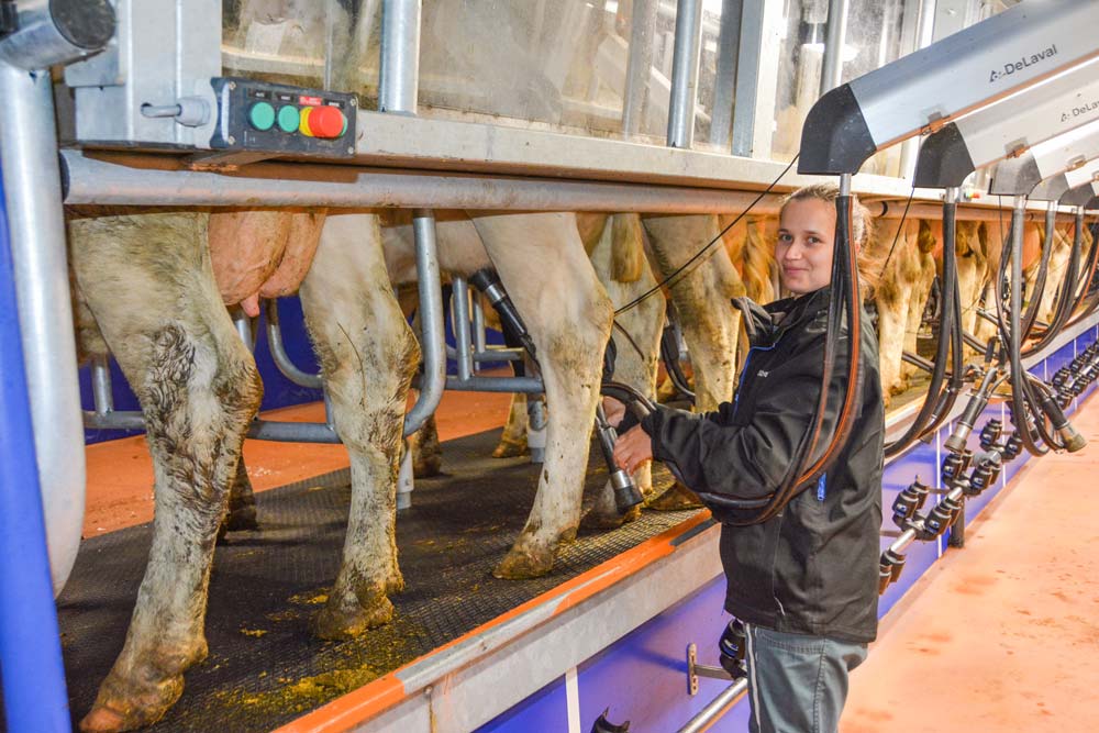 Marielle Colas apprécie la visibilité des animaux dans la salle de traite, rendue possible par le pare-bouse en plexiglass. - Illustration Un village laitier aux stratégies différentes