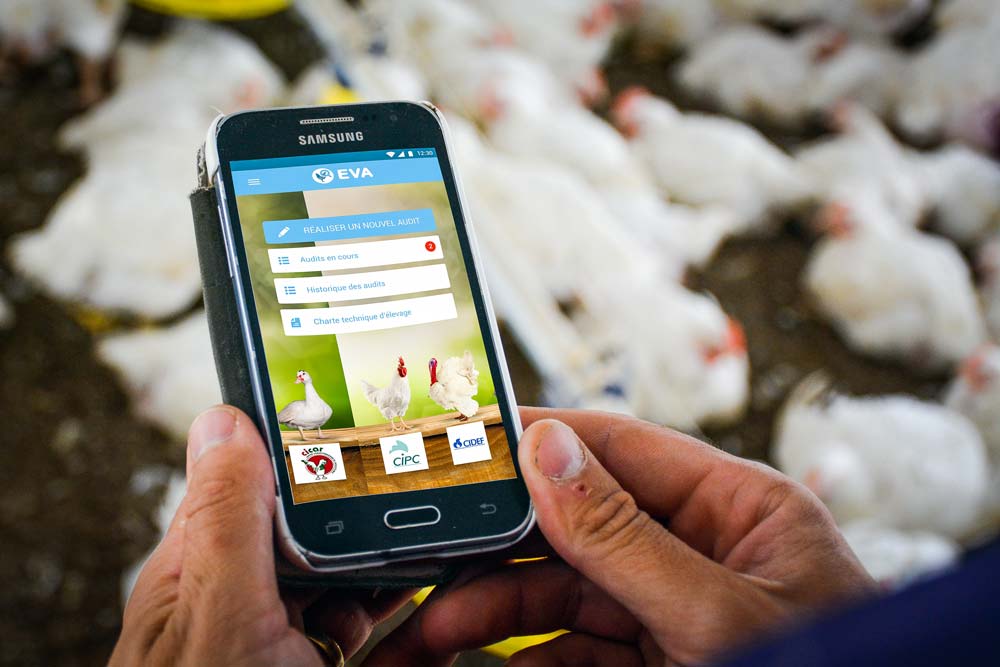 L’application EVA sera téléchargeable gratuitement à partir de début octobre - Illustration Une application pour auditer les élevages de volailles