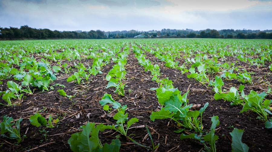 Les semis précoces (avant le 20 août), qui ont bénéficié de conditions favorables à la levée, se trouvent au stade 4-6 feuilles. - Illustration Colza : limiter l&rsquo;usage du régulateur d&rsquo;automne aux situations à risque