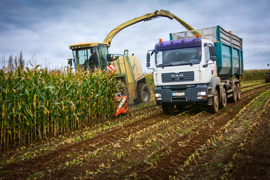 Le camion ne perd pas d’adhérence dans le champ et convoie 40 m3 à chaque remorque. - Illustration Des chantiers d&rsquo;ensilage rapides même en parcelles éloignées