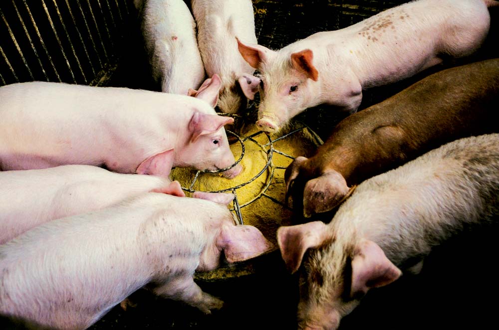 pig-porc-cochon - Illustration Viande porcine : la balance commerciale déficitaire en janvier