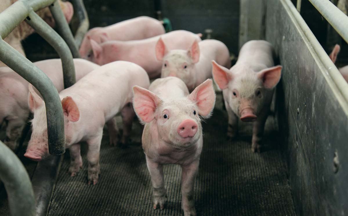 porc-porcelet - Illustration Porcs : la CR alerte sur des baisses de prix producteur dans les négociations commerciales
