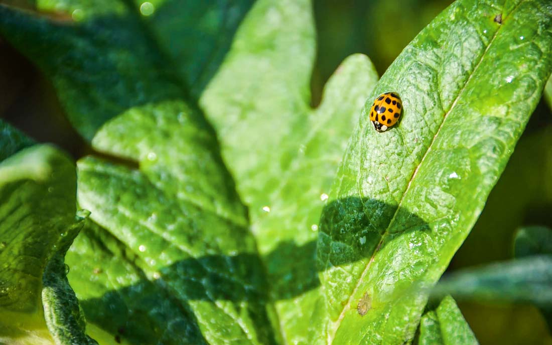 La coccinelle est un précieux allié des cultures, et s’observe facilement tout au long de la journée. - Illustration Artichaut : un équilibre fragile à conserver