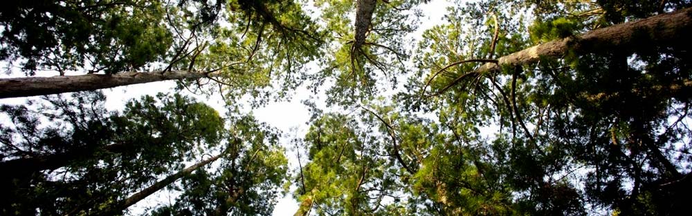  - Illustration Alimentation animale : Duralim s’engage pour le « zéro déforestation »