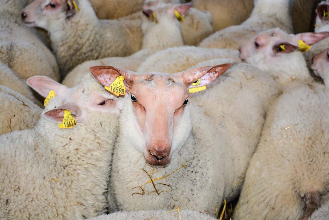 ovin-agneaux - Illustration La production ovine a reculé en janvier