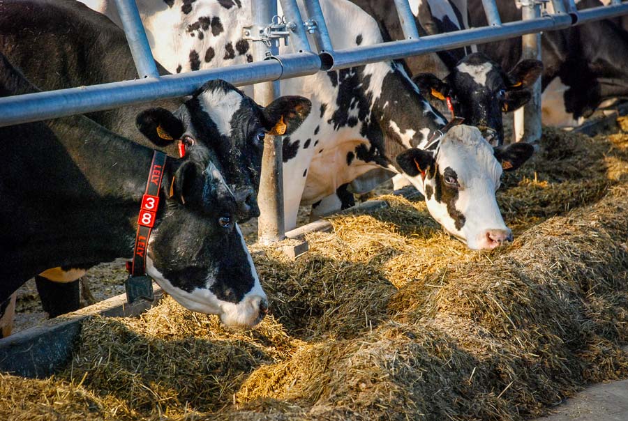 Alternative au cornadis, le panneau d’engraissement positionné en oblique permet un accès optimisé au fourrage. - Illustration Savoir interpréter les signaux distillés par la vache