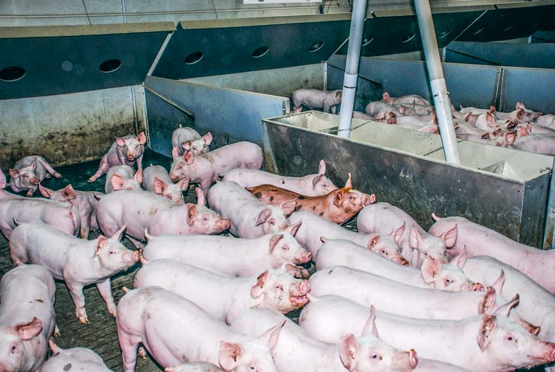 L'importation de porcelets ne doit pas provoquer la prolifération de germes actuellement absents dans les élevages bretons. - Illustration L&rsquo;avancée de la diarrhée épidémique porcine fait réagir la filière