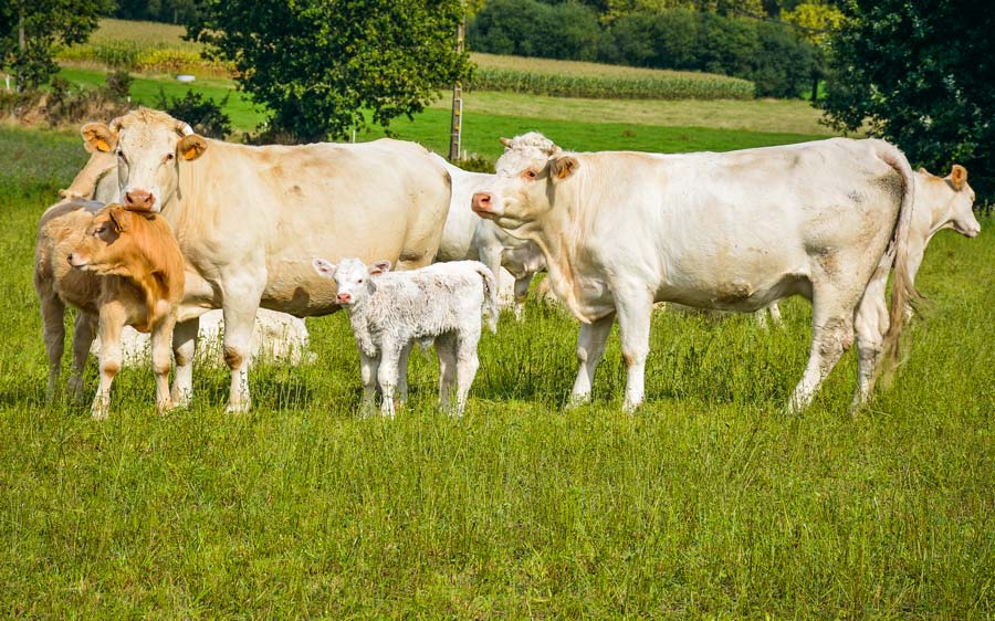 reproscope-bovin-viande - Illustration Bovin viande : progression des abattages sur un an